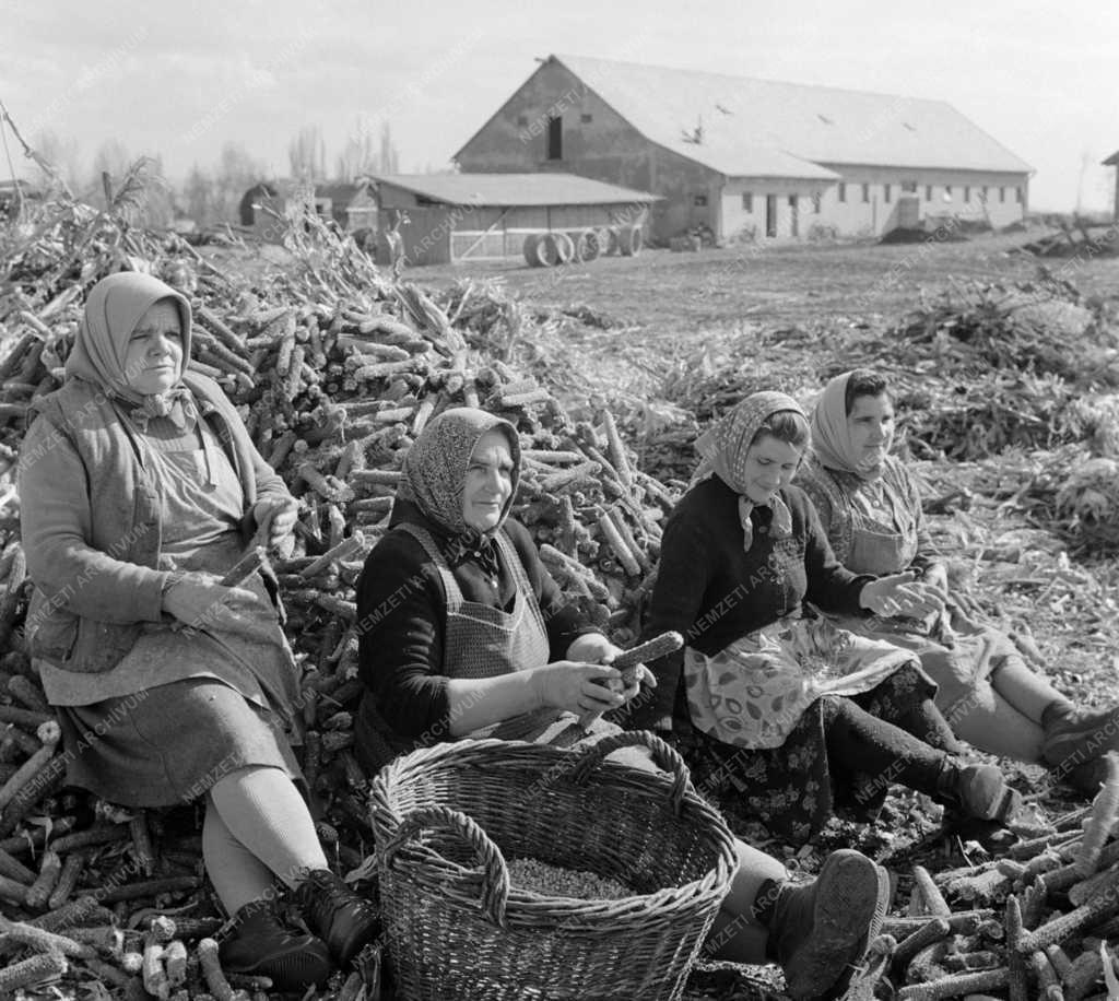 Mezőgazdaság - Építkeznek a Szolnok megyei tsz-ek