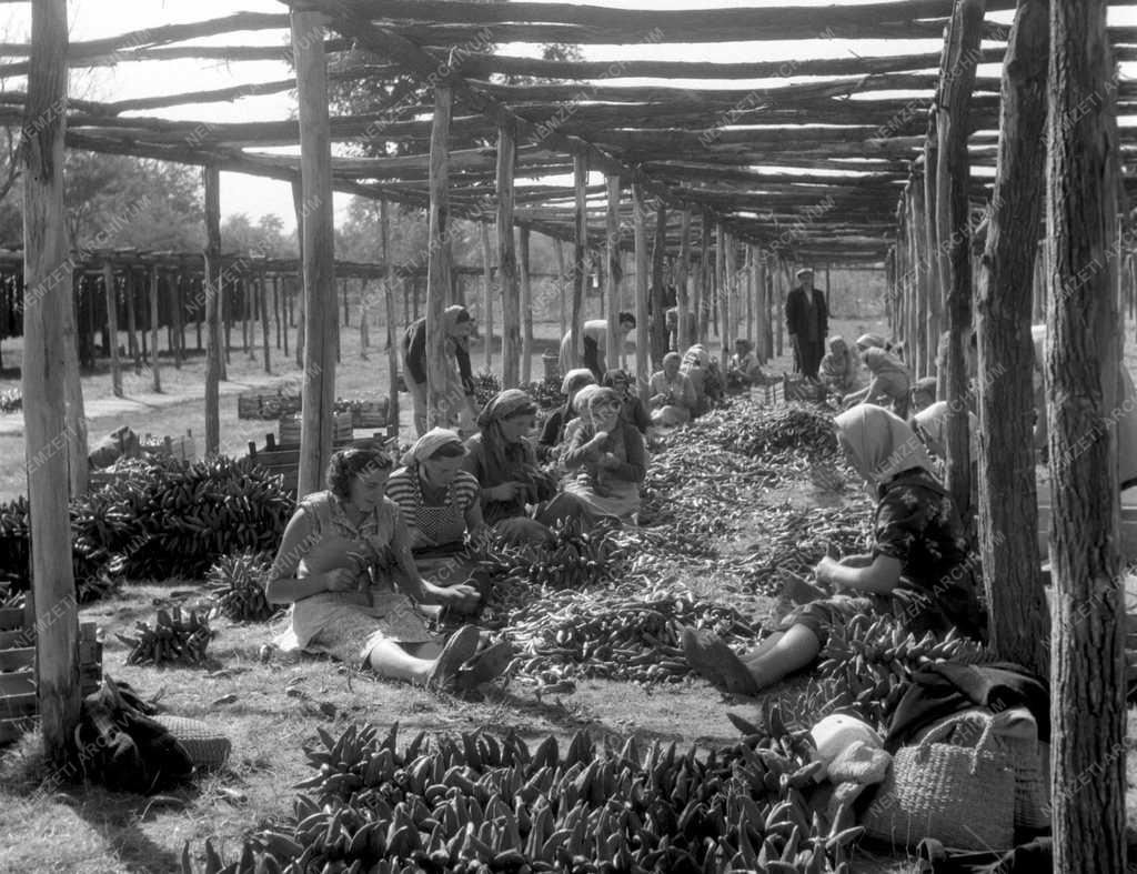 Gazdaság - Mezőgazdaság - Elszállítják a fűszerpaprikát Faddon