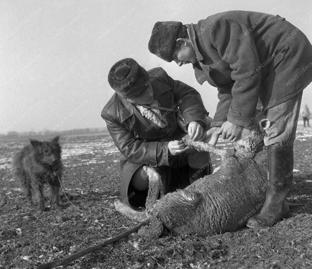 Mezőgazdaság - Fiatalok visszatérnek a polgári tsz-be 