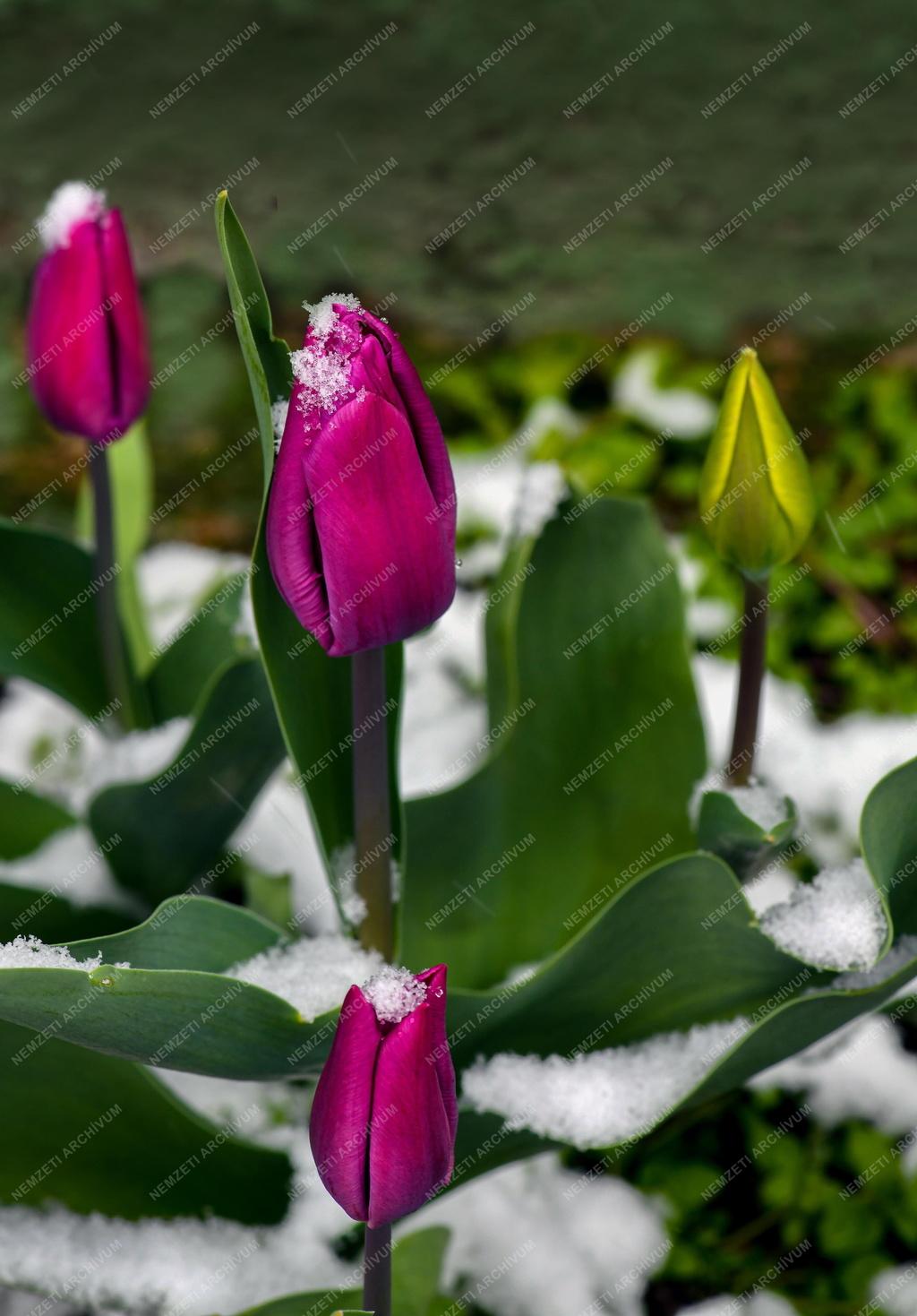 Természet - Időjárás - Havas húsvéti tulipán