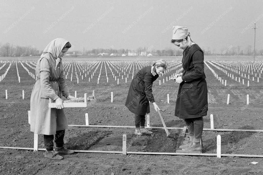 Mezőgazdaság - Tápiószelei Agrobotanikai Kutató Intézet