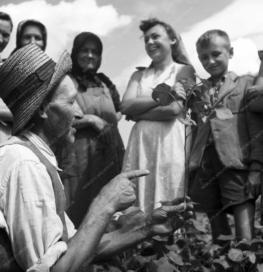 Mezőgazdaság - Gyapottermesztés a kondorosi Dolgozók Tsz-ben