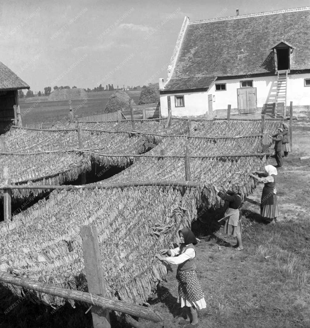 Mezőgazdaság - Dohánytermesztés