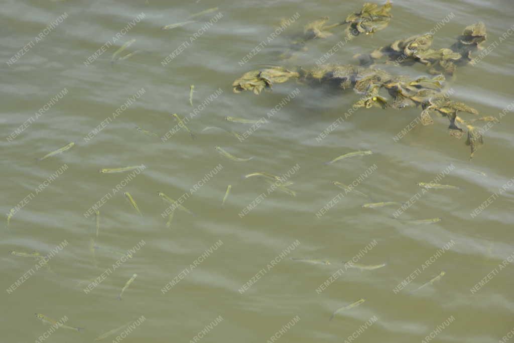 Természet - Poroszló - Halak a Tisza-tóban