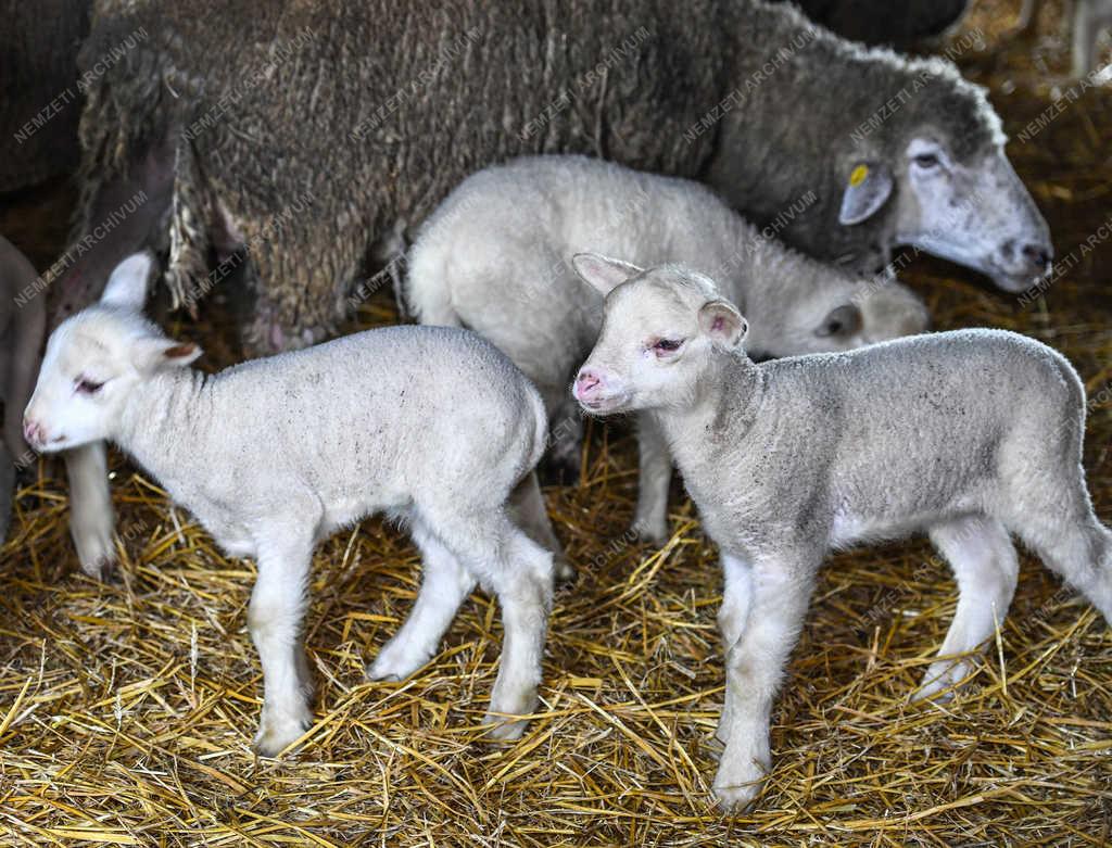Állattartás - Hortobágy - Születnek a bárányok 