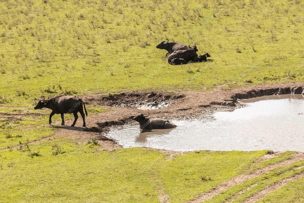 Állatvilág - Balatonmagyaród - Bivalyrezervátum 