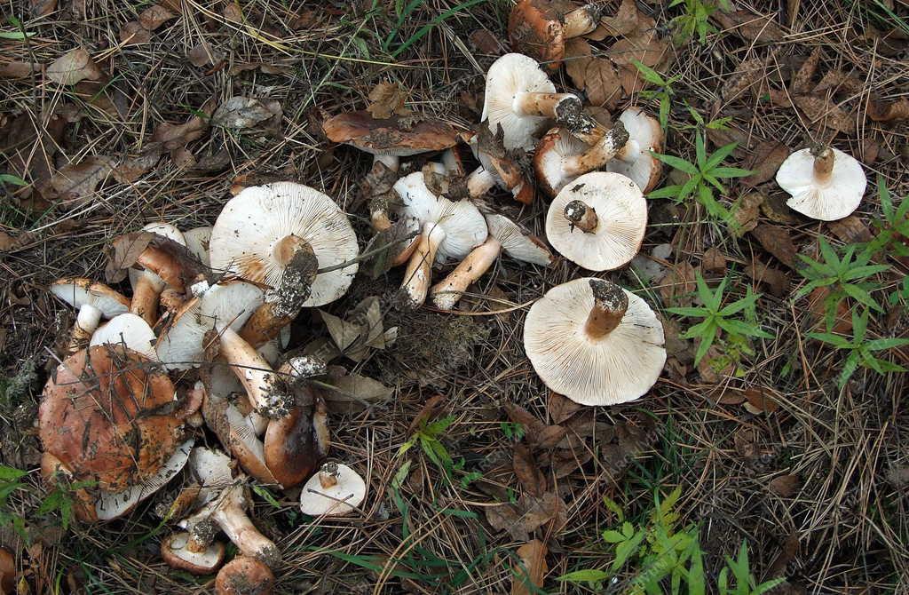 Természet - Gombák az őszi erdőszélen