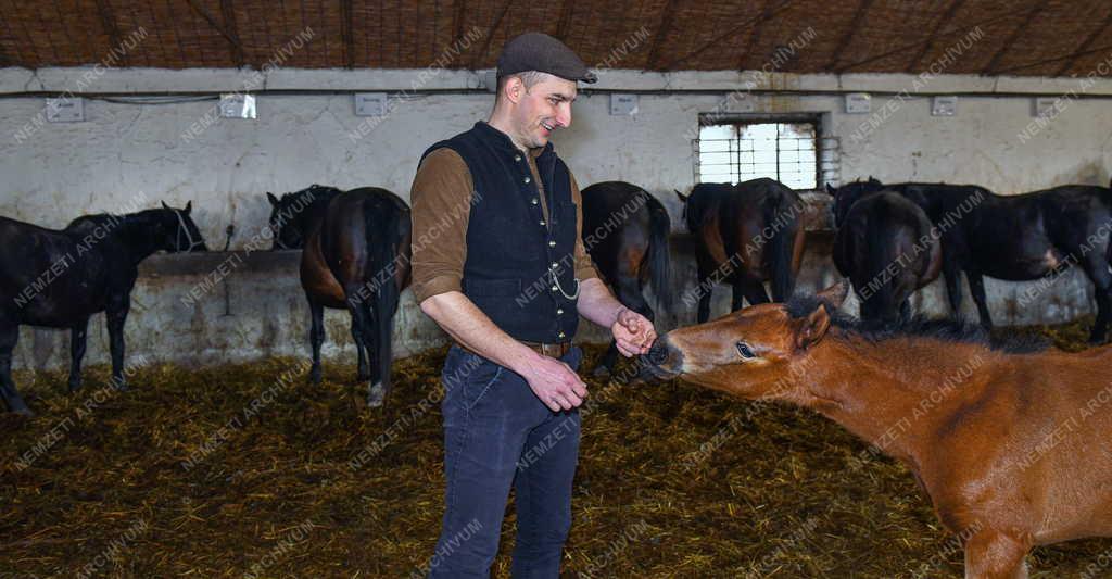Mezőgazdaság - Állattenyésztés - Nóniusz csikók születnek a mátai ménesnél