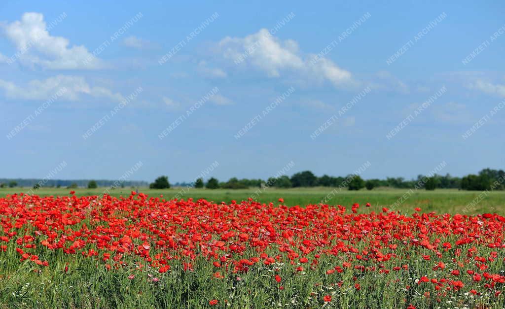 Természet - Hortobágy - Vadvirágok
