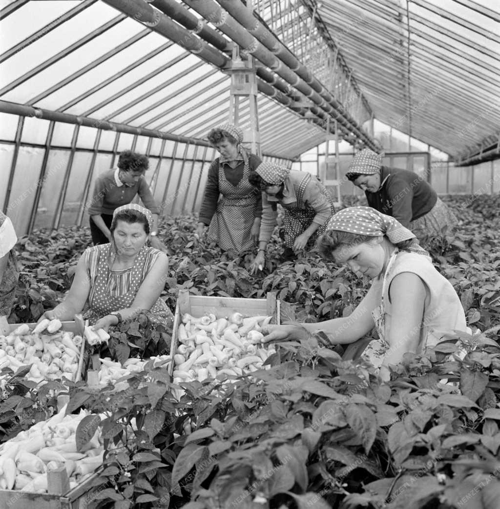 Mezőgazdaság - Szedik a paprikát Szegeden