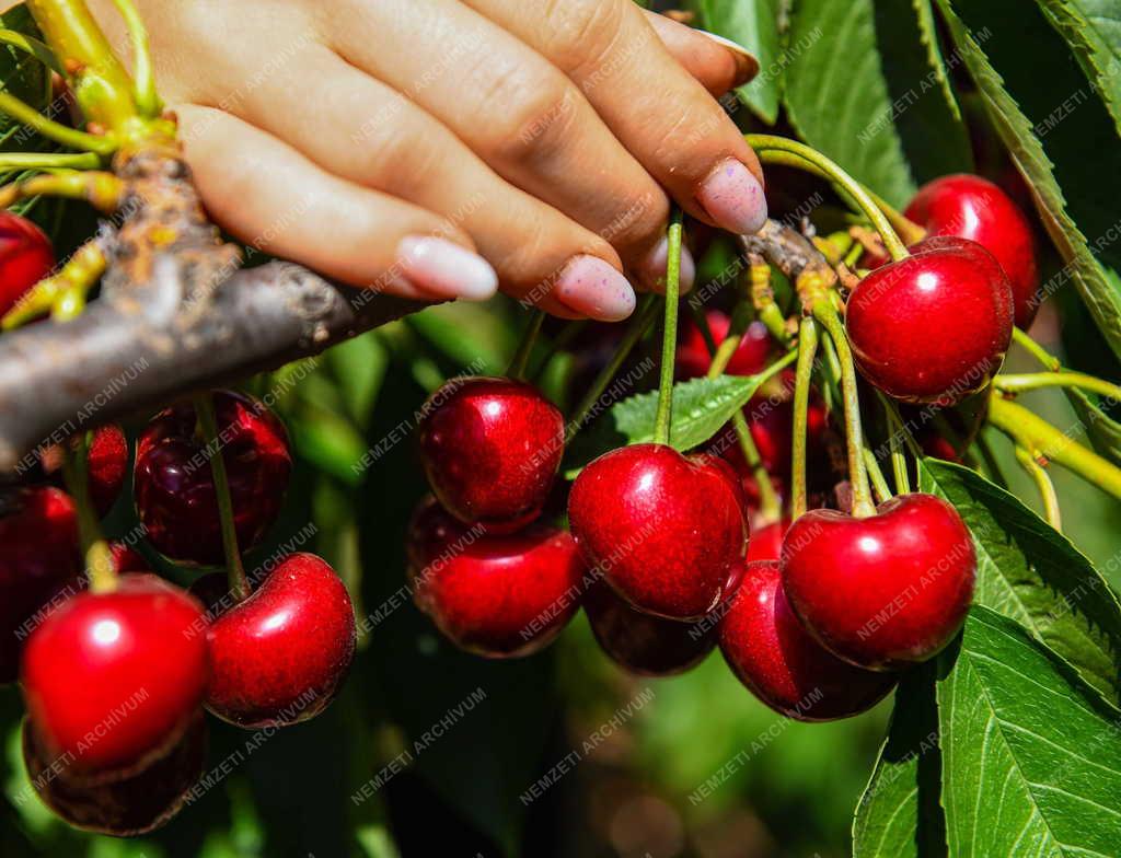 Mezőgazdaság - Beérett a cseresznye