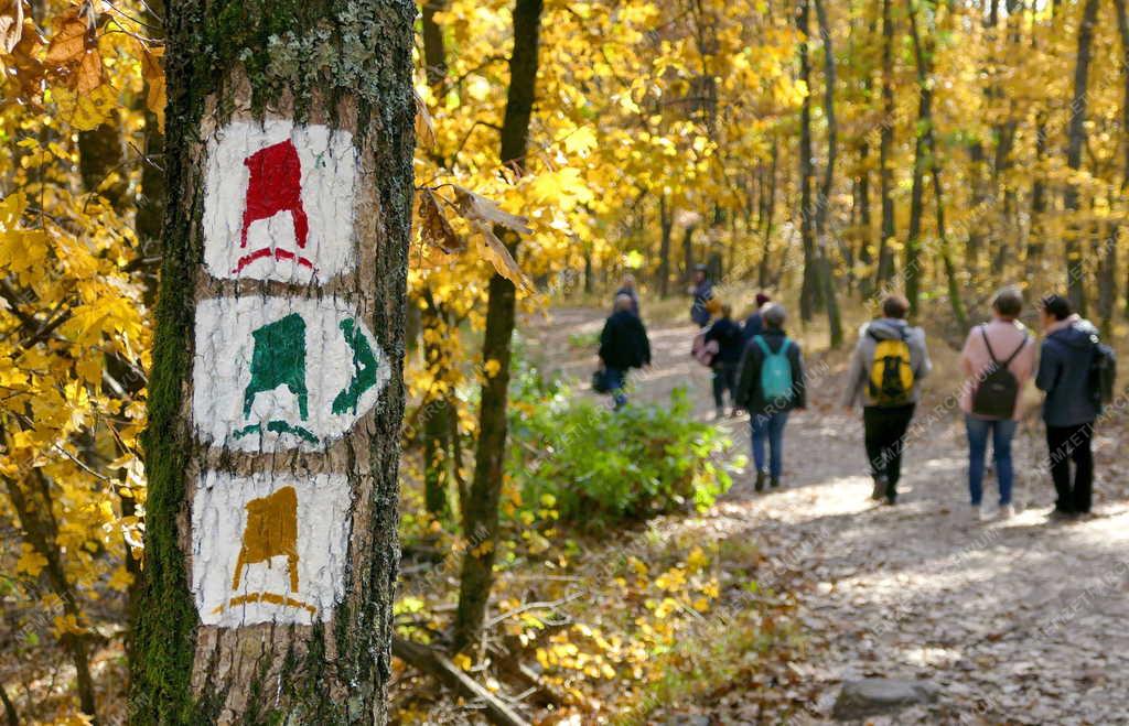 Turizmus - Királyrét - Természetjárók a Börzsöny őszi erdejében