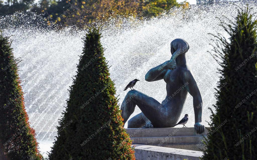 Természet - Debrecen - Városi szürke varjú 