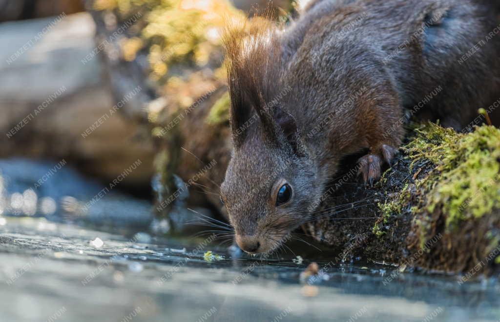 Természet - Erdei mókus Tőserdőn