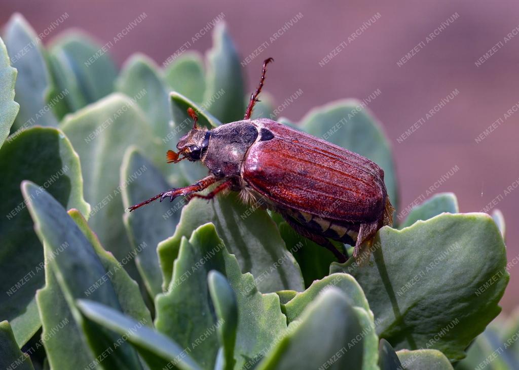 Természet - Májusi cserebogár
