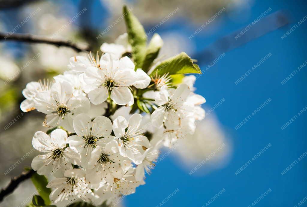 Természet - Cseresznyefa-virágzás