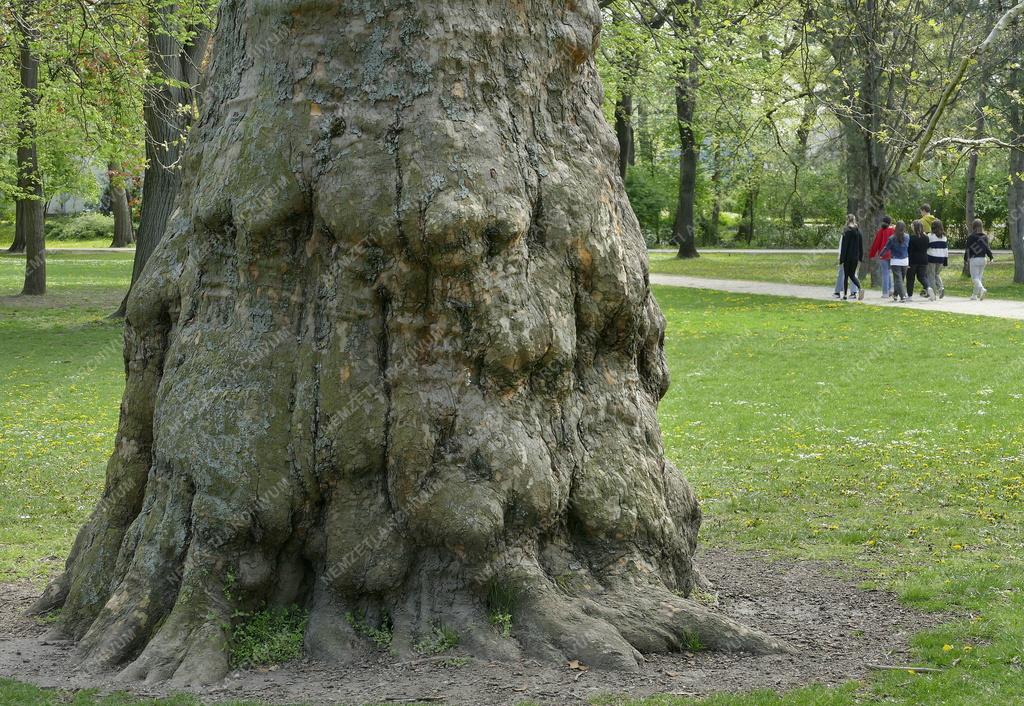 Városkép - Budapest - Tavasz a Margit-szigeten