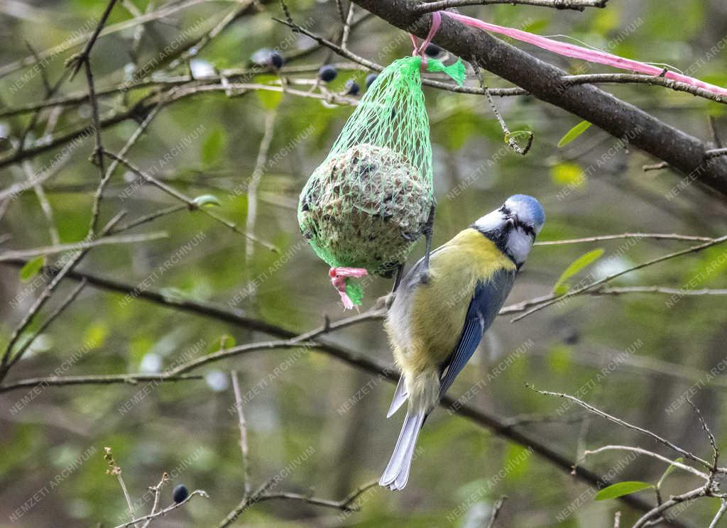 Természet - Budapest - Kék cinege a Népligetben