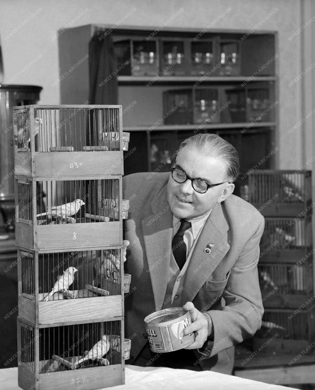 Érdekesség - Nemzetközi kanáriverseny és -kiállítás