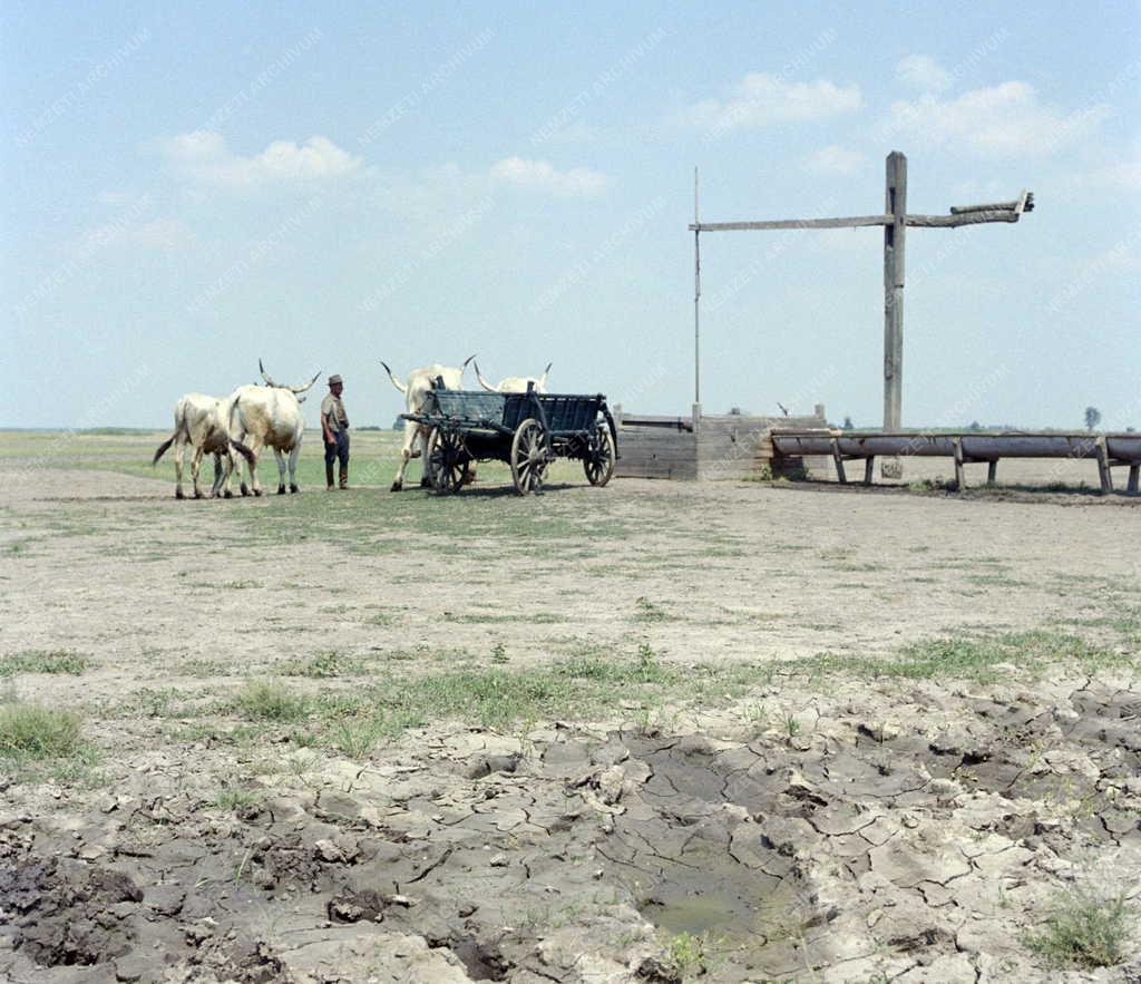 Mezőgazdaság - Szürke marhák