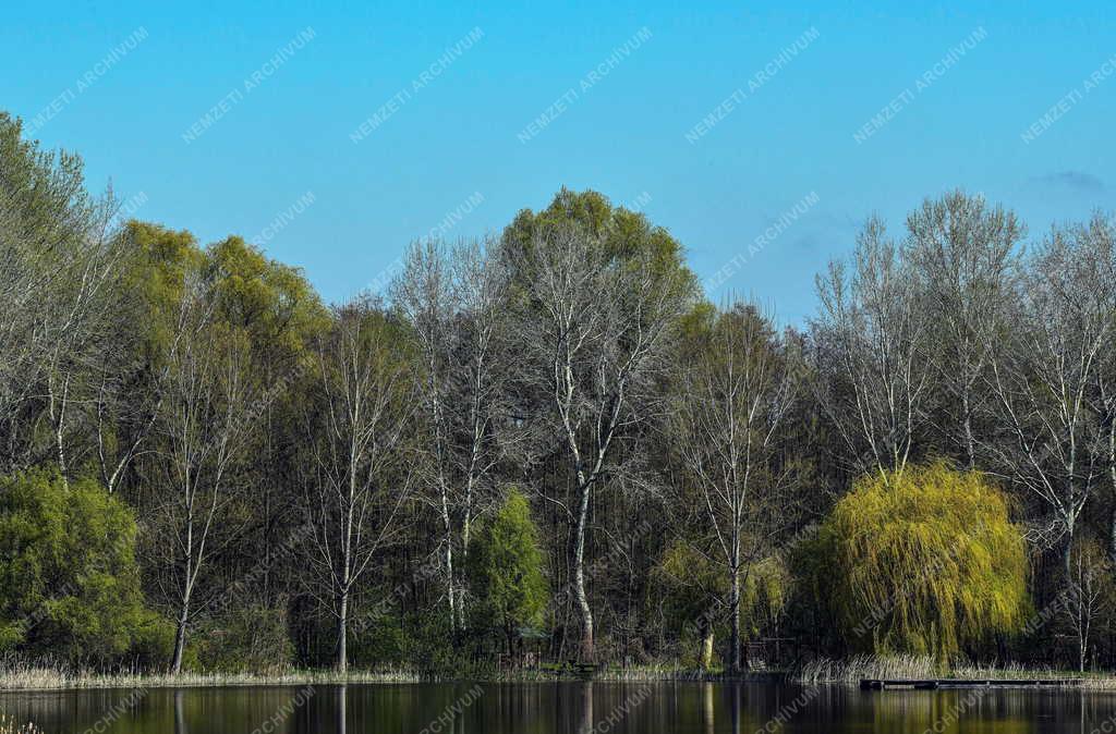 Tájkép - Vekeri-tó