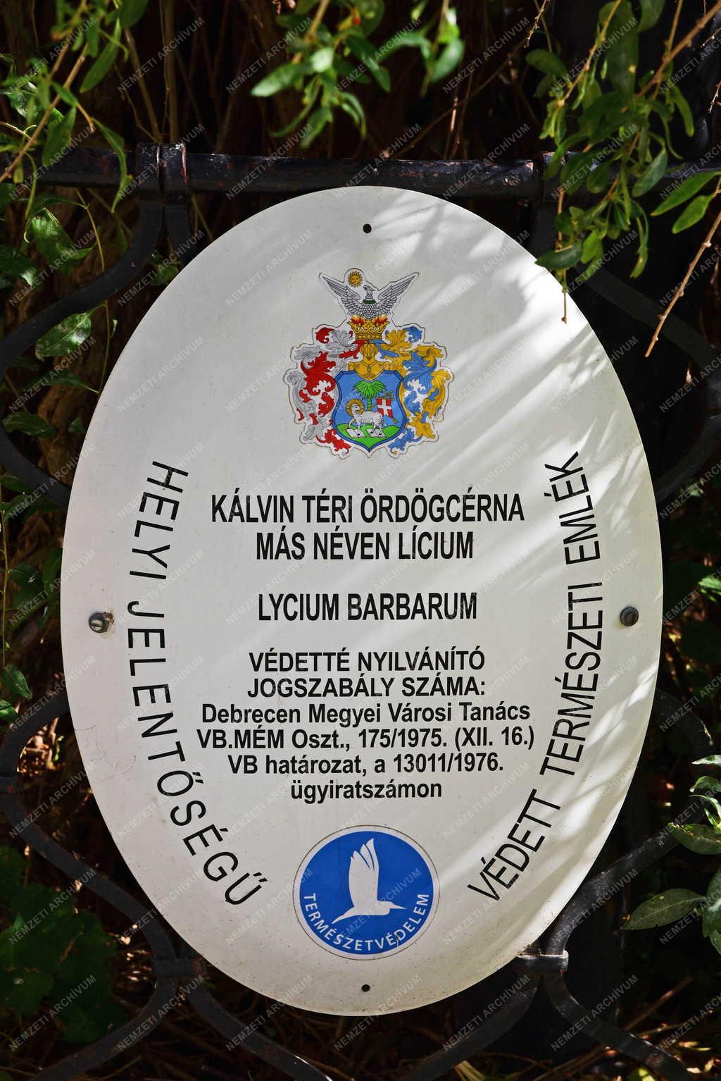 Városkép - Természet - Debreceni líciumfa