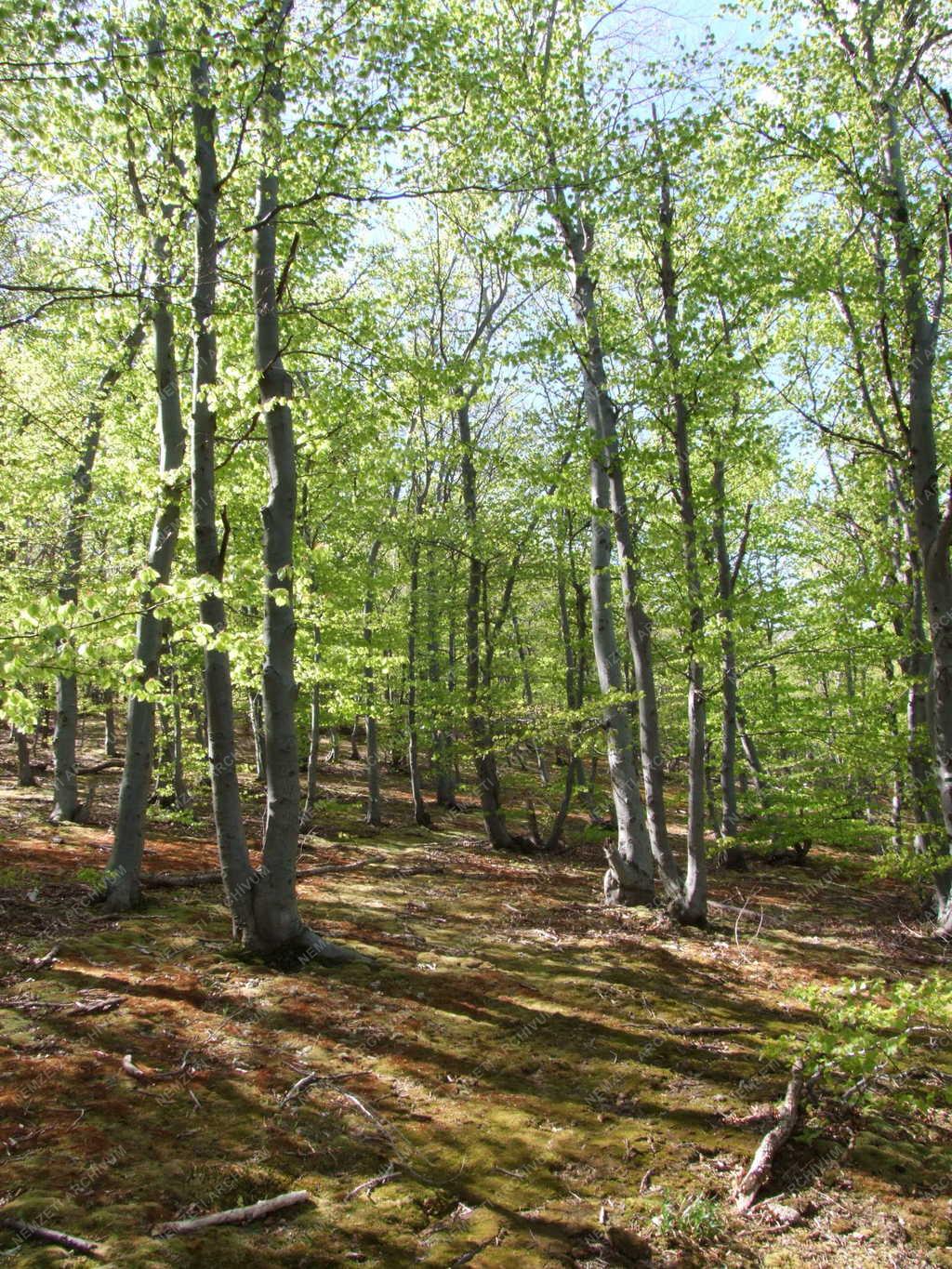 Természet -  Éger-völgyi erdőrészlet