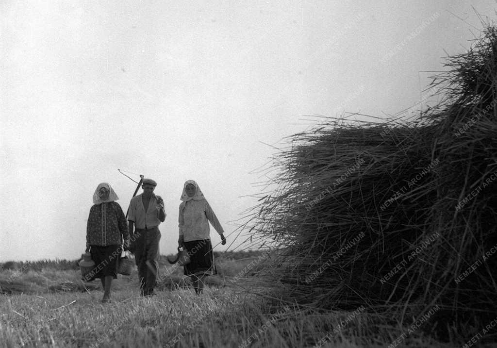 A szerző válogatása - Kepes János egyéni gazda