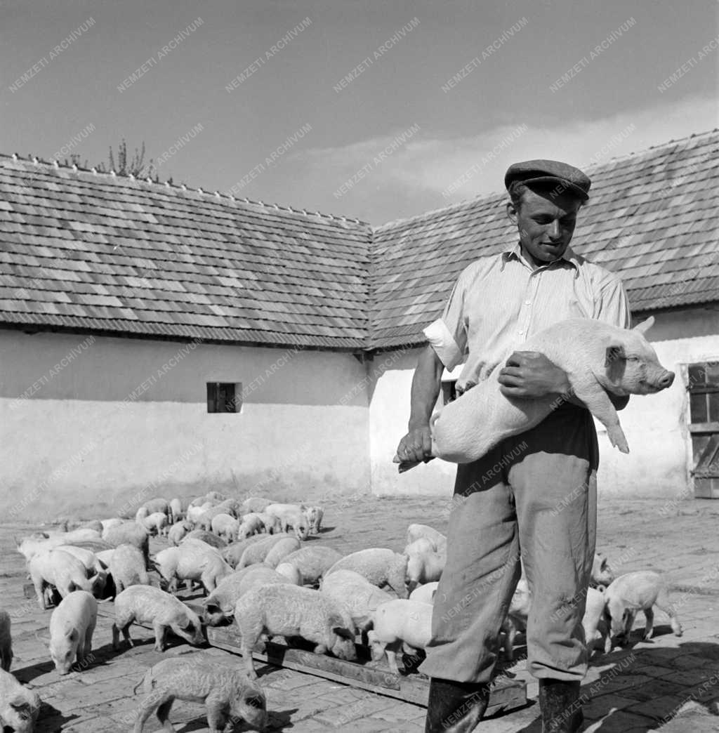 Mezőgazdaság - Állattenyésztés