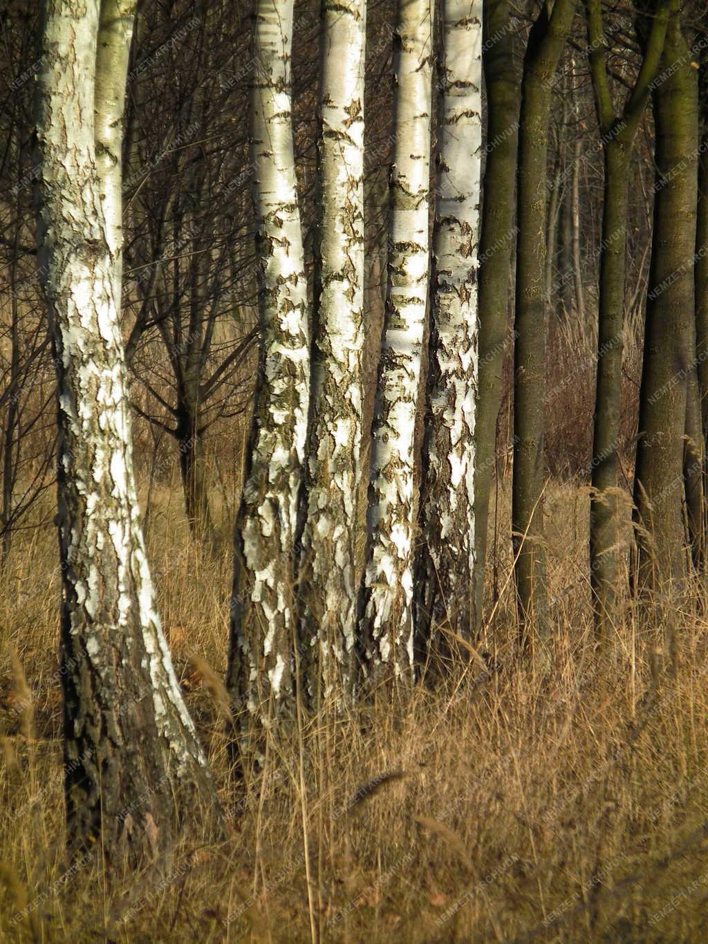 Természet - Nagymaros - Ártéri erdő