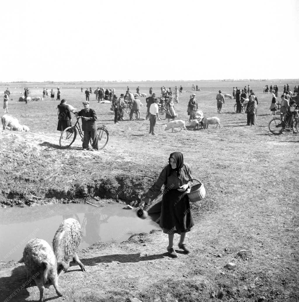 Kereskedelem - Mezőgazdaság - Állatvásár