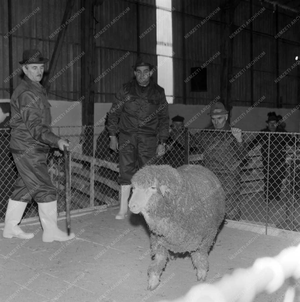Mezőgazdaság - Tenyészkosok árverése Jászboldogházán