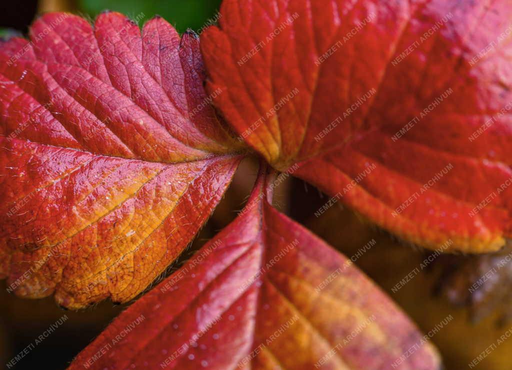 Természet - Színes őszi növénylevél