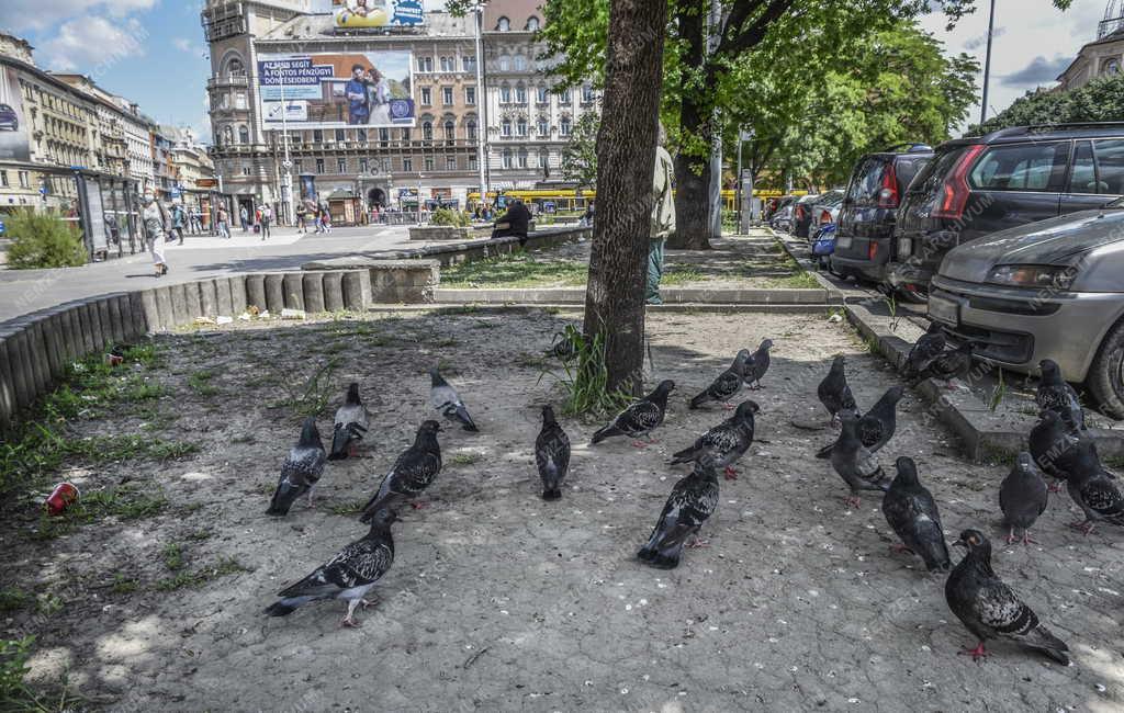 Városkép - Környezetszennyezés - Galambok a fővárosi Blaha Lujza téren
