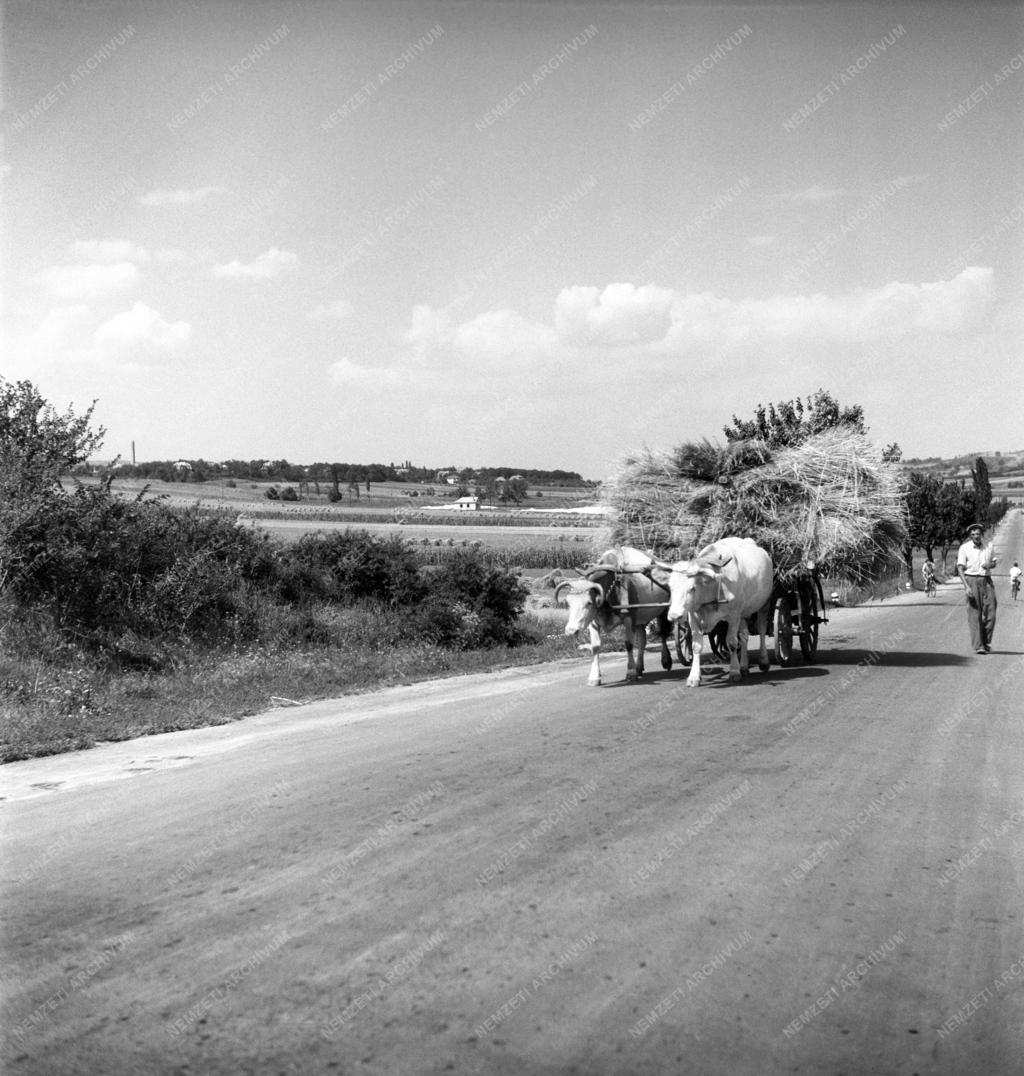 Mezőgazdaság - Földműves-szövetkezet a Balaton környékén
