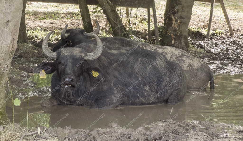 Állattenyésztés - Szob - Családi biogazdaság