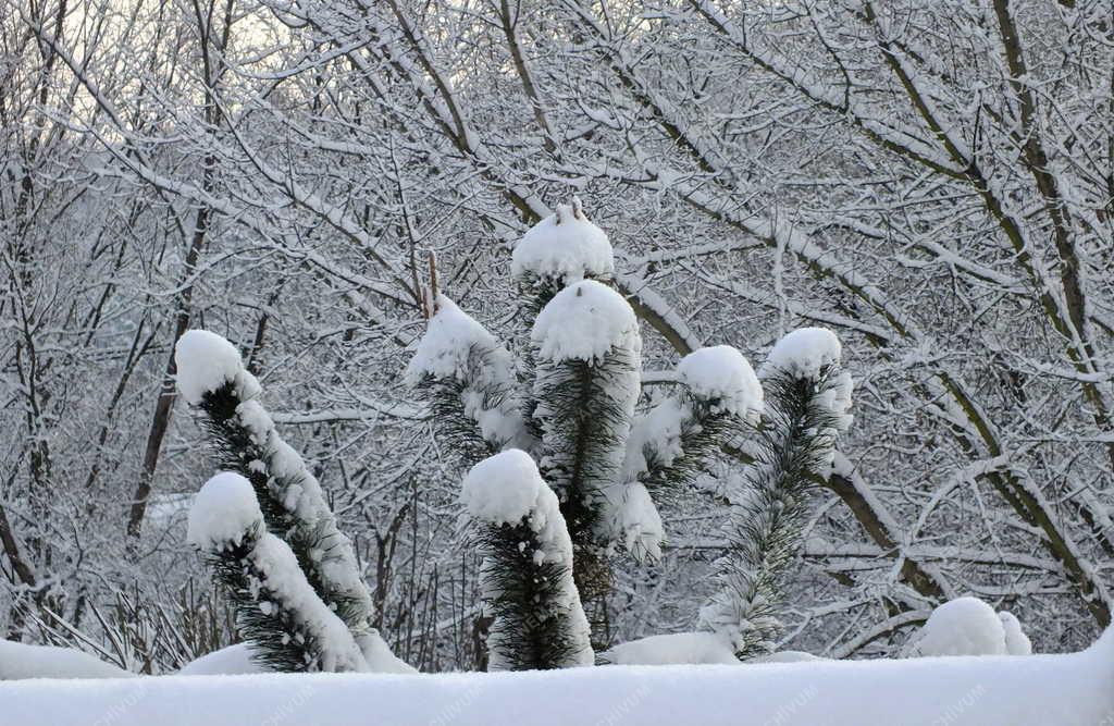 Természet - Zebegény 