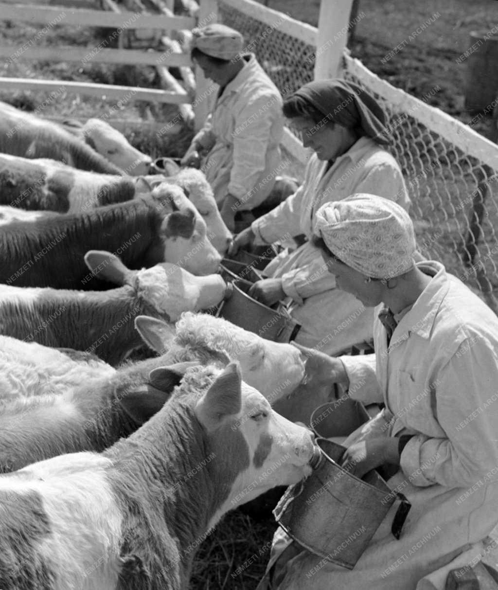 Mezőgazdaság - A Seregélyesi Állami Gazdaság