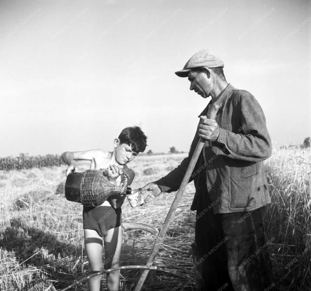 Mezőgazdaság - Albert István 10 holdas középparaszt