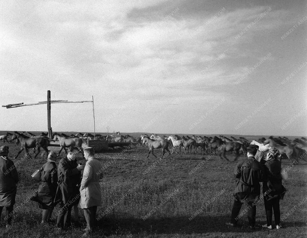 A szerző válogatása - Nyári idegenforgalom a Hortobágyon