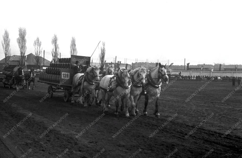 Gazdaság - Mezőgazdasági kiállítás 