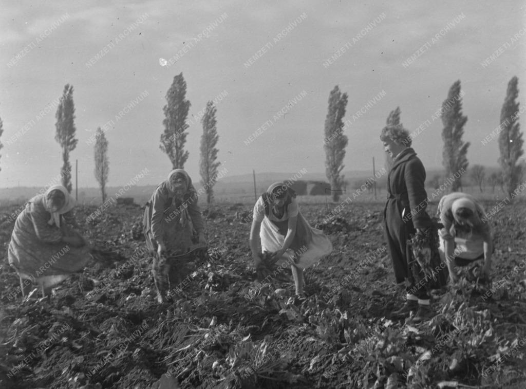 Mezőgazdaság - Cukorrépaszedés a Soproni Állami Gazdaságban