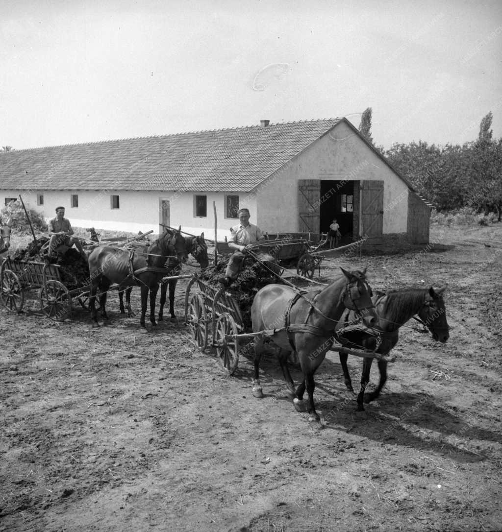 Gazdaság - Magvető TSz - Trágyahordás