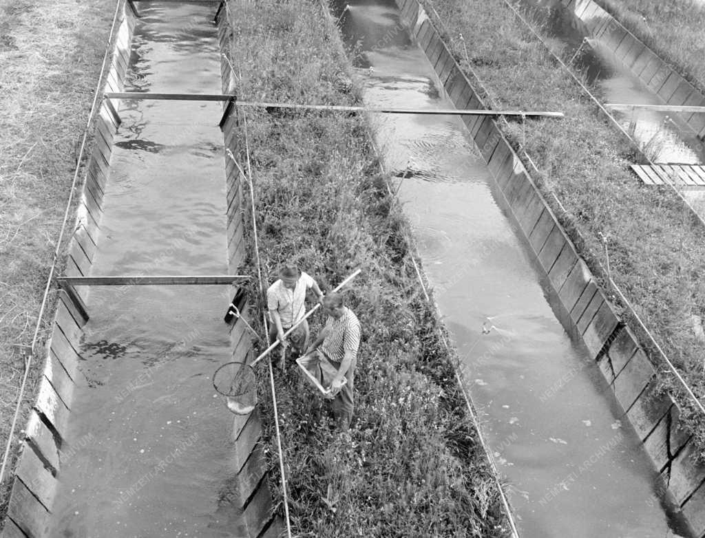 Mezőgazdaság - MOHOSZ - Halkeltető állomás