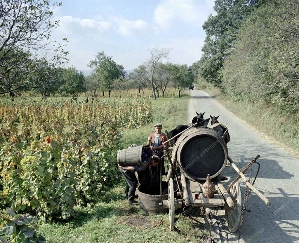 Mezőgazdaság - Szőlőszüret