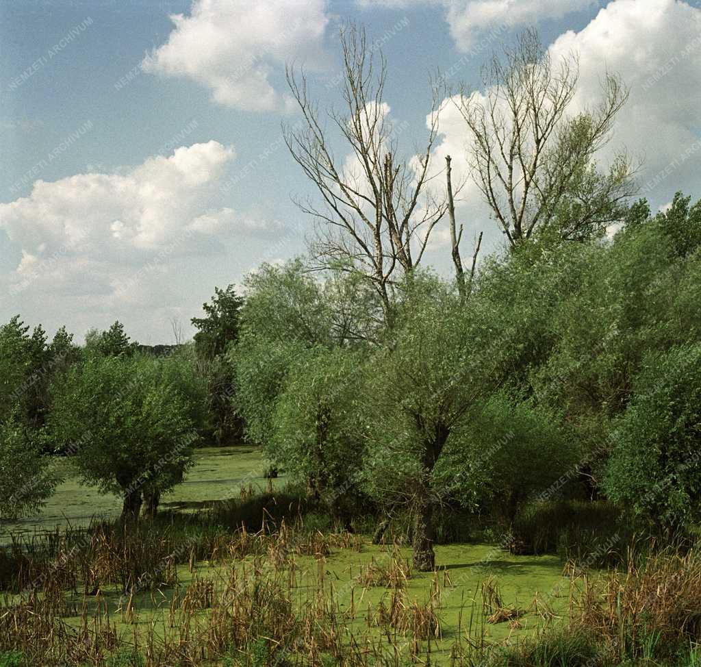 Természet - Élővilág - A Hármas-Körös holtága