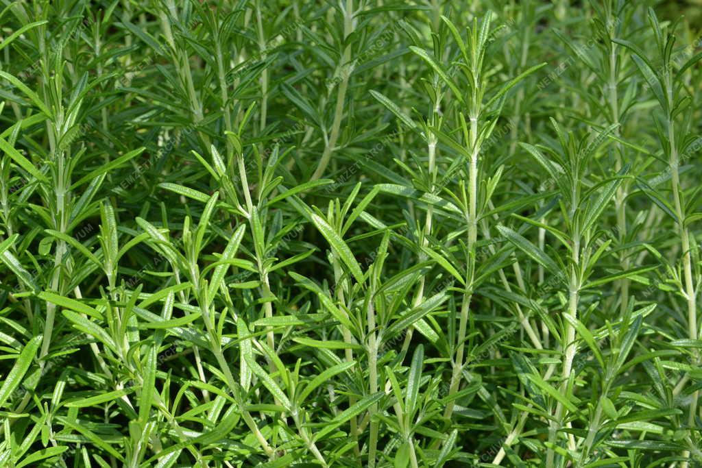 Növény - Vác - Rozmaring