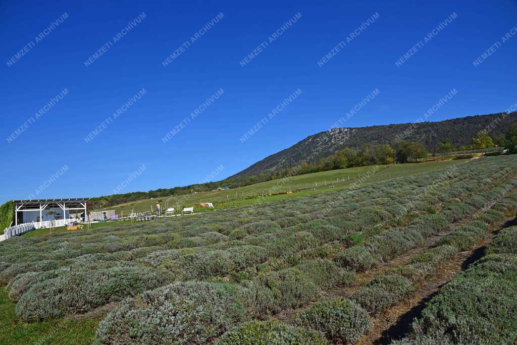 Tájkép - Pilisborosjenői Kevélyhegyi Tanösvény 