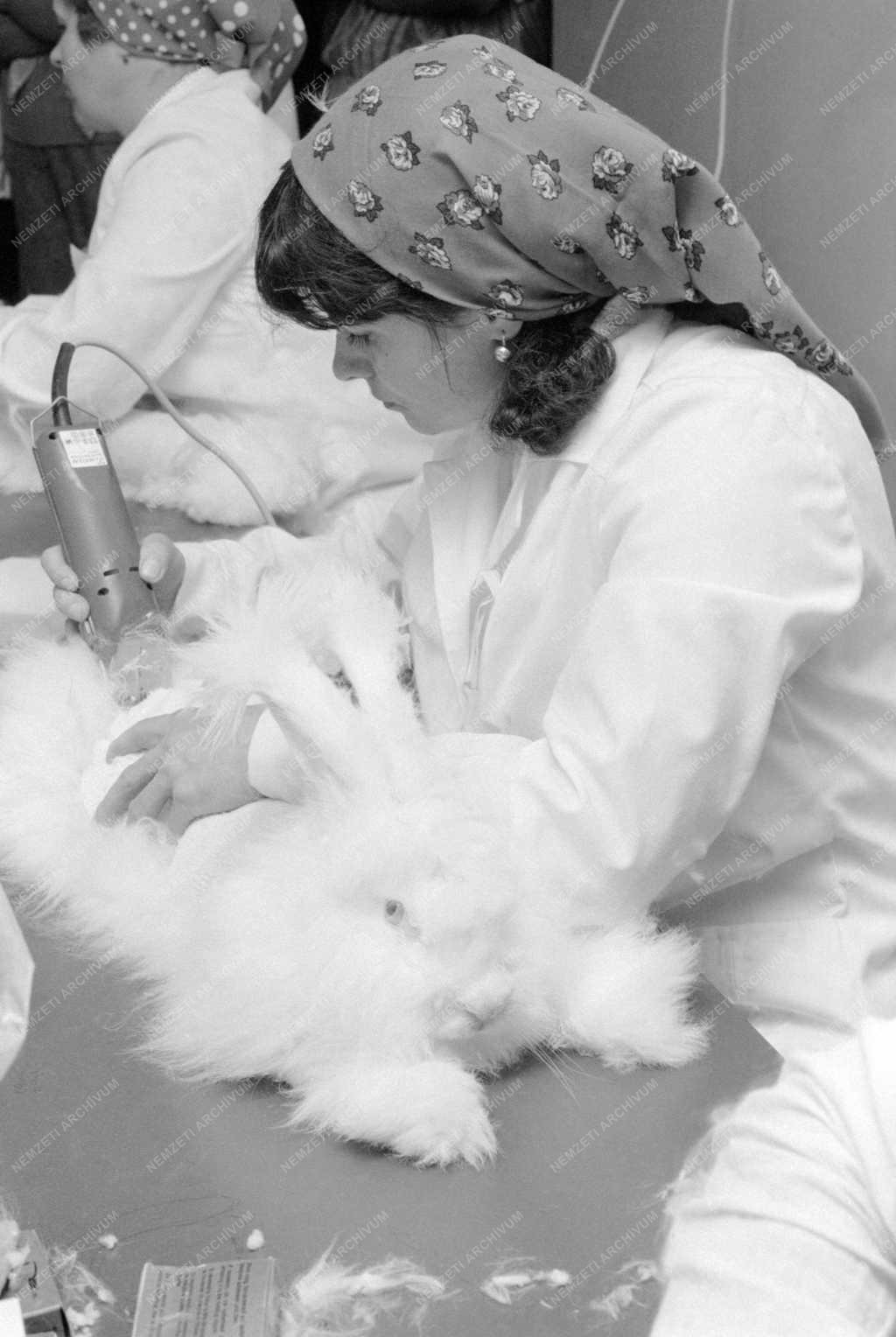 Állattenyésztés - Angóragyapjú exportra