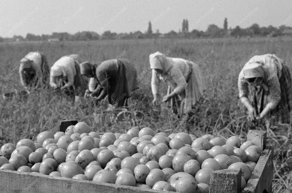 Mezőgazdaság - Őszi munkák a Haladás Termelőszövetkezetben